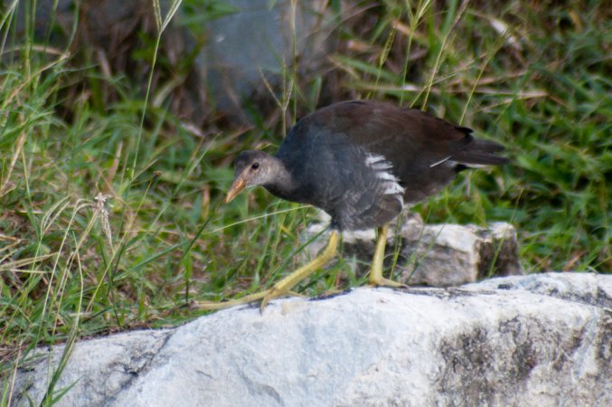 Photo (7): Common Gallinule