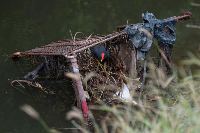 Photo (5): Common Gallinule