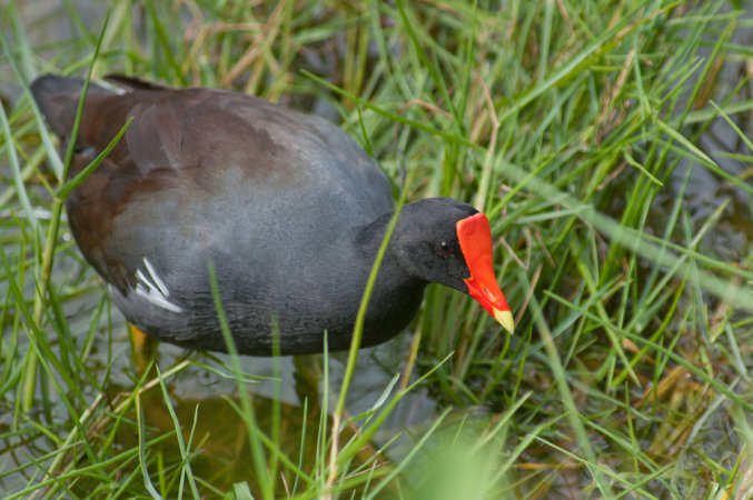 Photo (19): Common Gallinule