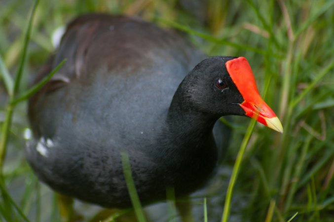 Photo (16): Common Gallinule