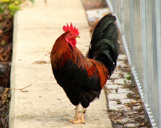 Photo (3): Red Junglefowl
