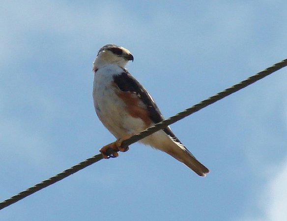 Photo (7): Pearl Kite