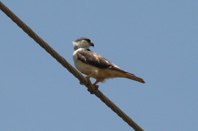 Photo (9): Pearl Kite