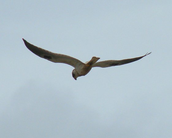 Photo (4): Pearl Kite