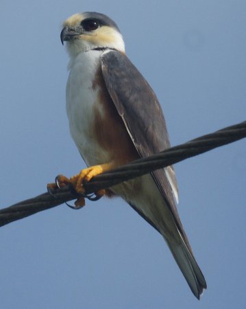 Photo (1): Pearl Kite