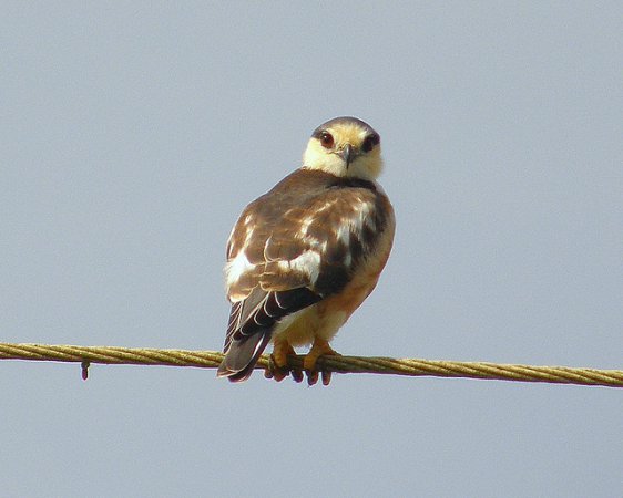 Photo (2): Pearl Kite