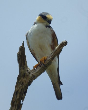 Photo (8): Pearl Kite