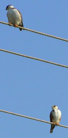 Photo (16): Pearl Kite