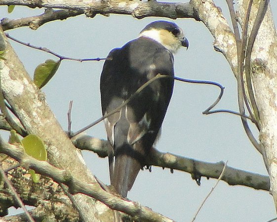 Photo (15): Pearl Kite