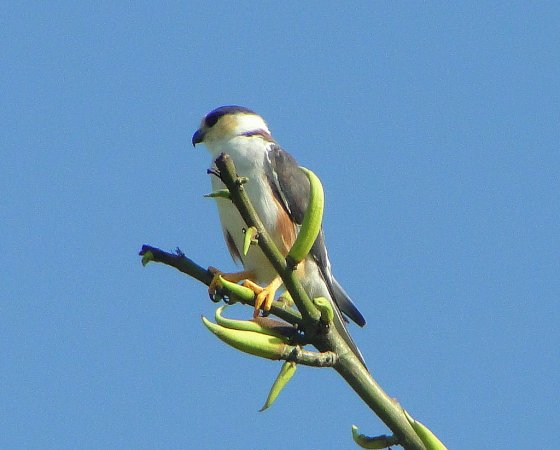 Photo (14): Pearl Kite