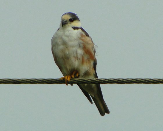 Photo (5): Pearl Kite