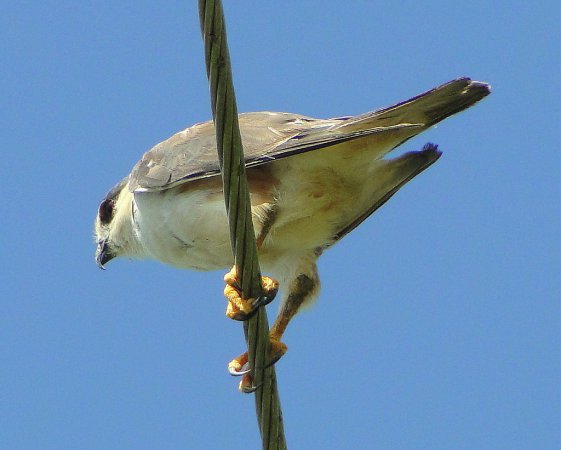Photo (11): Pearl Kite