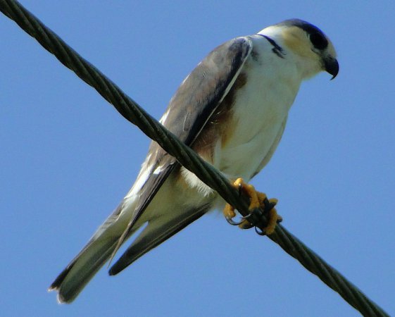 Photo (10): Pearl Kite