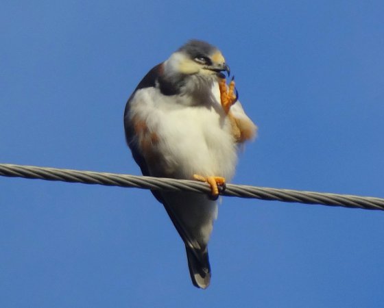 Photo (6): Pearl Kite