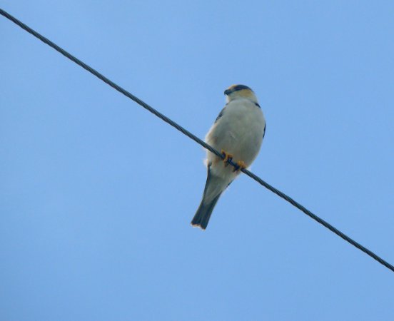 Photo (12): Pearl Kite