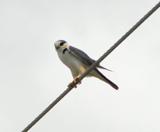 Photo (13): Pearl Kite