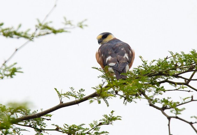 Photo (3): Pearl Kite
