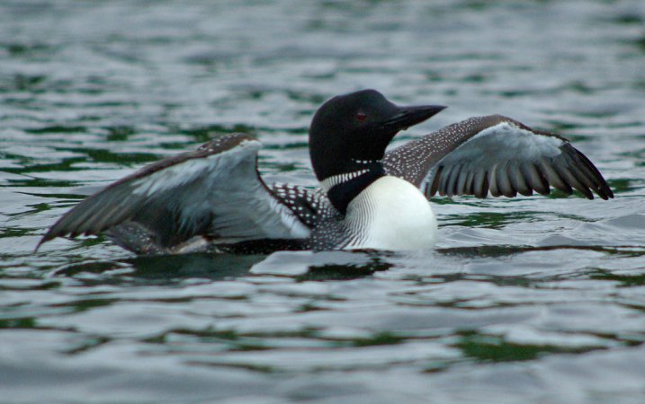 Photo (1): Common Loon