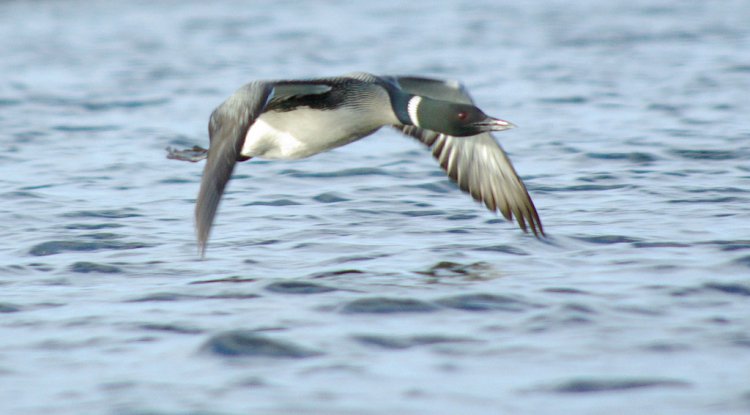 Photo (10): Common Loon