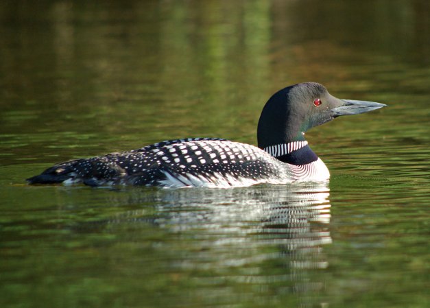 Photo (6): Common Loon