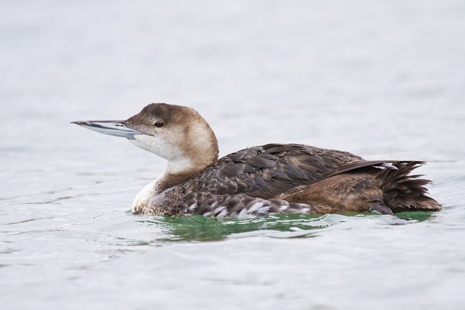 Photo (12): Common Loon