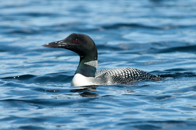 Photo (5): Common Loon