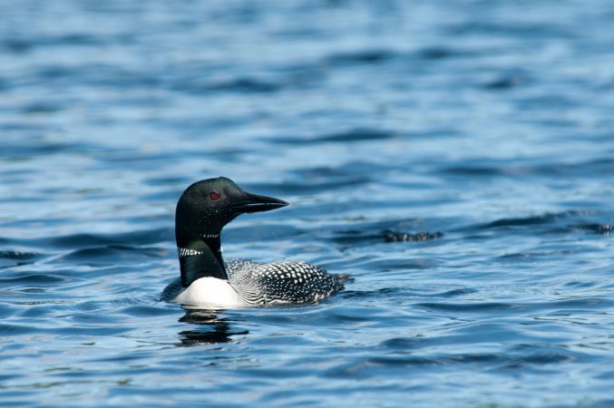Photo (7): Common Loon