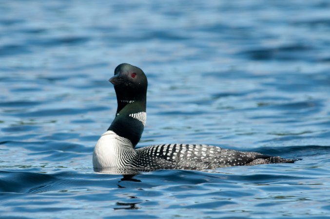 Photo (3): Common Loon