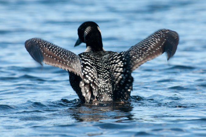 Photo (2): Common Loon