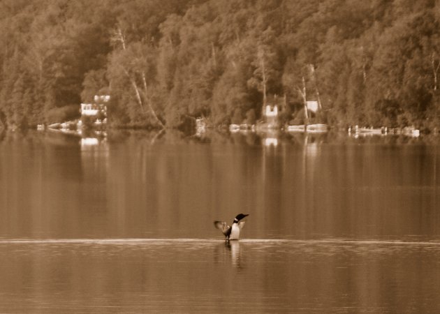 Photo (11): Common Loon