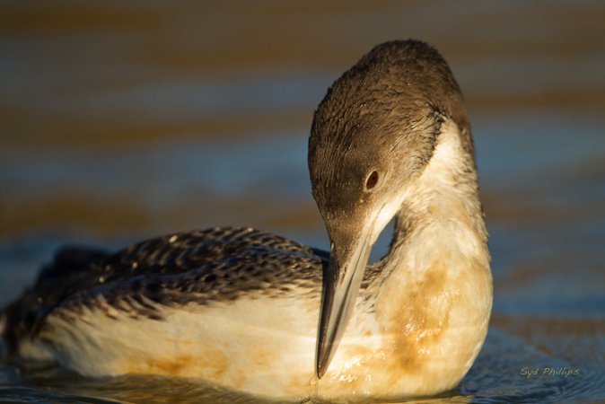 Photo (13): Common Loon