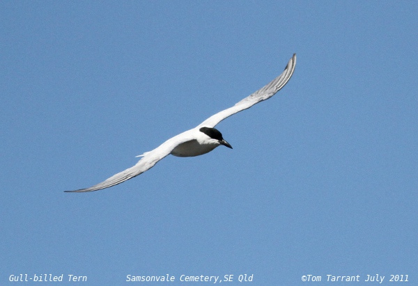 Photo (3): Gull-billed Tern