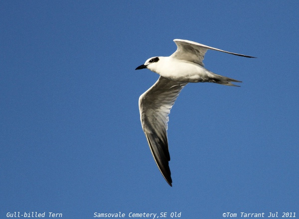 Photo (12): Gull-billed Tern