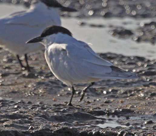 Photo (10): Gull-billed Tern