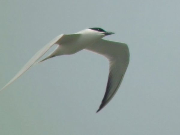 Photo (7): Gull-billed Tern