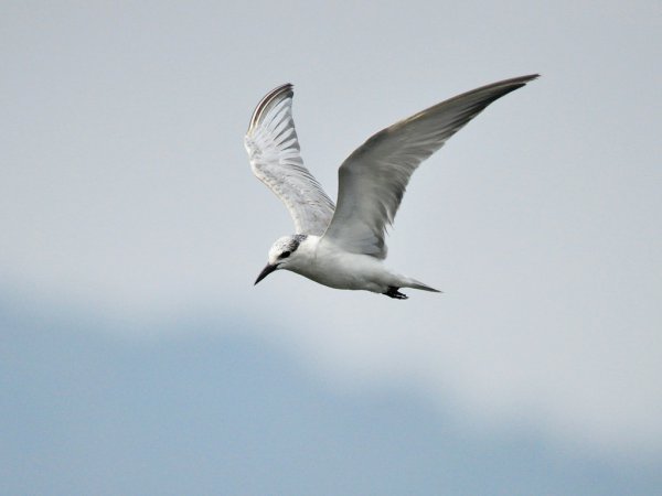 Photo (13): Gull-billed Tern