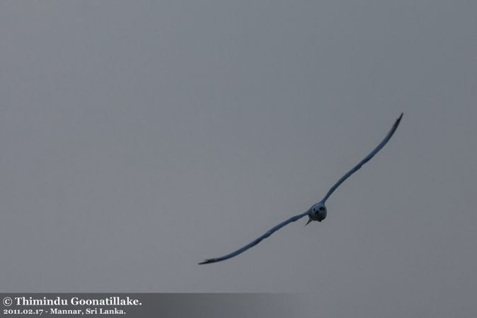 Photo (16): Gull-billed Tern
