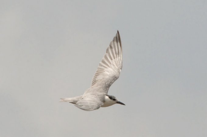 Photo (14): Gull-billed Tern