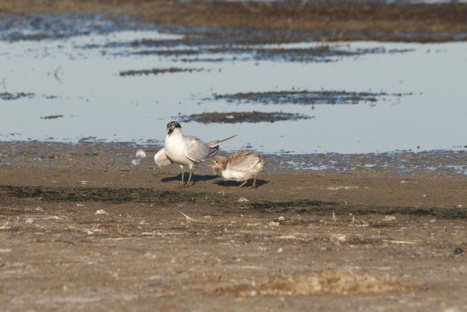 Photo (20): Gull-billed Tern