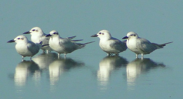 Photo (15): Gull-billed Tern