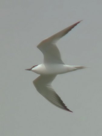 Photo (9): Gull-billed Tern
