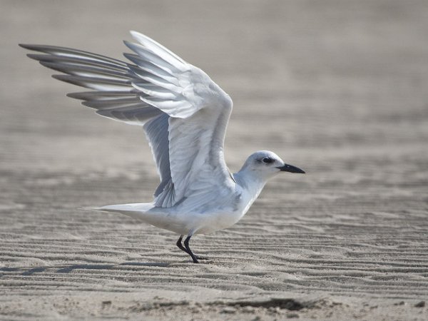 Photo (11): Gull-billed Tern