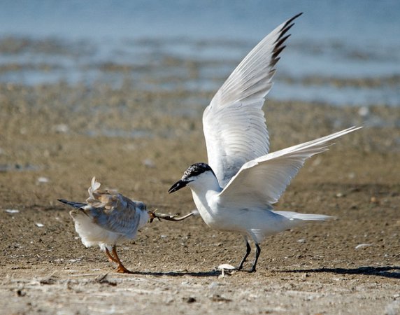 Photo (18): Gull-billed Tern
