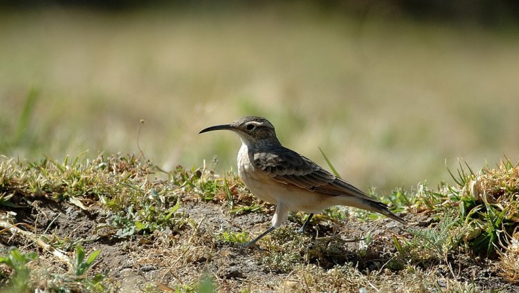 Photo (2): Slender-billed Miner