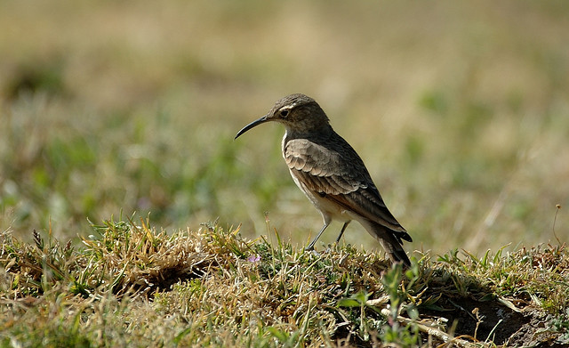 Photo (4): Slender-billed Miner
