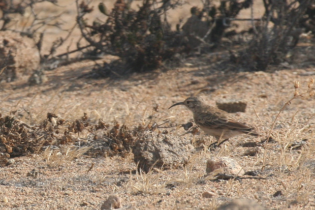Photo (5): Slender-billed Miner