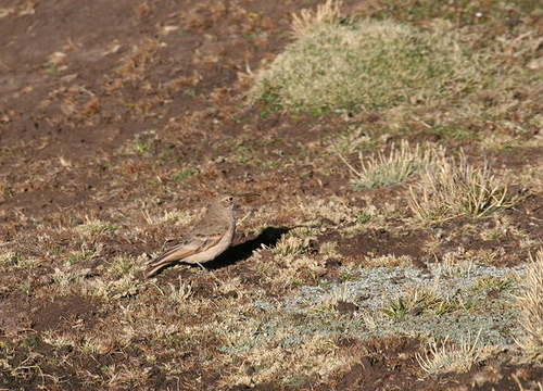 Photo (3): Slender-billed Miner