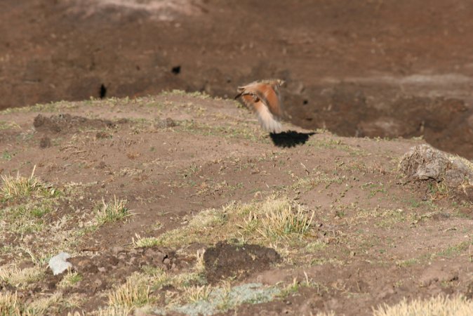 Photo (1): Slender-billed Miner
