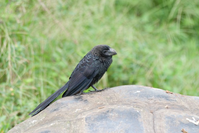 Photo (9): Smooth-billed Ani