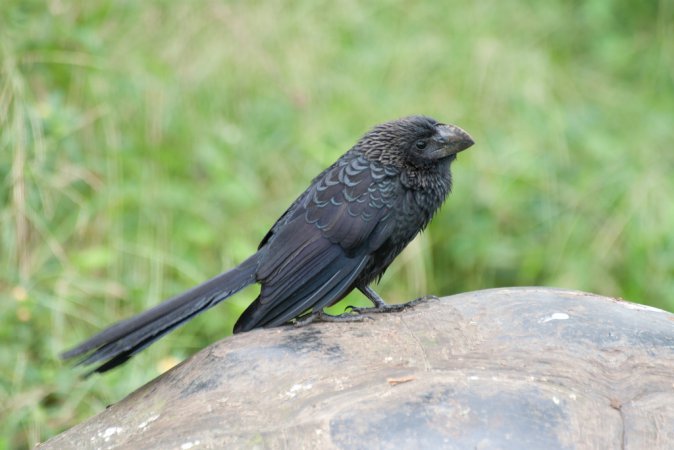 Photo (3): Smooth-billed Ani